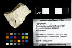 Foto (Objekt + Etiketten) von Cracensigillatus acutirostris (Moericke, 1889) 